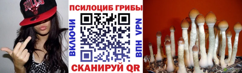 Псилоцибиновые грибы Psilocybine cubensis  маркетплейс какой сайт  Гай 